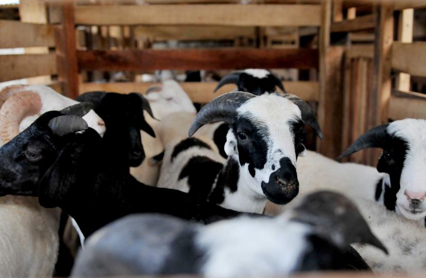 Covid-19 Meningkat, MUI-BNPB Sarankan Perketat Protokol Kesehatan Saat Berqurban